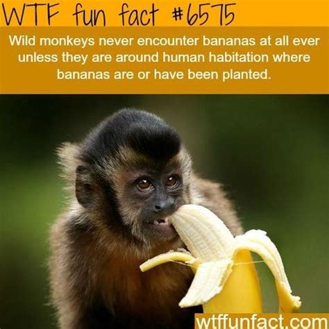 MORE OF WTF-FUN-FACTS are coming HERE funny and weird facts ONLY. Skip to content. Menu. Random; Popular; Shop; Contact Us; Random Popular. Menu. Random; ... WTF Fun Fact is your best source for the most interesting & random fun facts about animals, people, food, movies, gaming, tech & much more. You will learn …